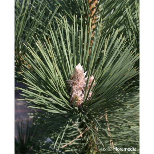 Pinus nigra 'Oregon Green'