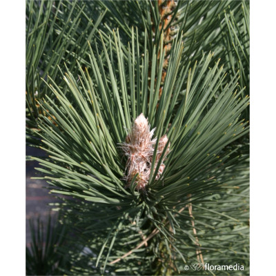 Pinus nigra 'Oregon Green'