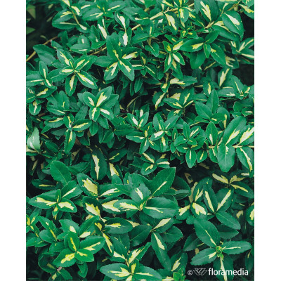 Euonymus fortunei 'Sunspot'