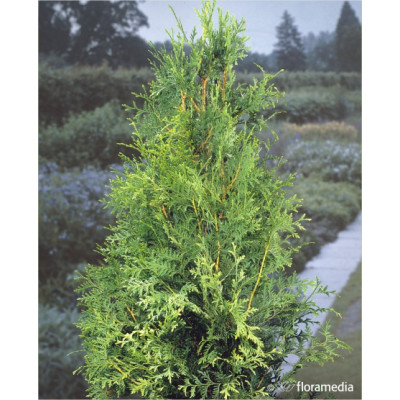 Thuja occidentalis 'Brabant' PROMOCJA