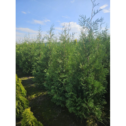 Thuja occidentalis 'Brabant' PROMOCJA