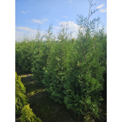 Thuja occidentalis 'Brabant' PROMOCJA