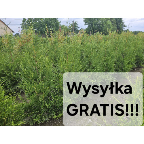 Thuja occidentalis 'Brabant' PAKIET 50SZT