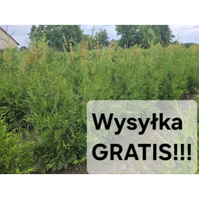 Thuja occidentalis 'Brabant' PAKIET 50SZT