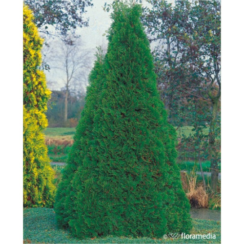 Thuja occidentalis 'Smaragd' PAKIET 50szt