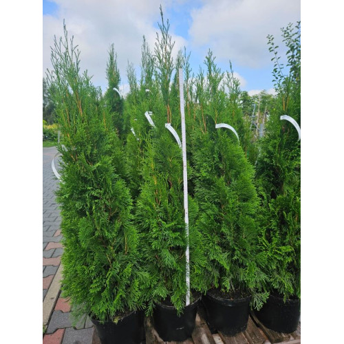 Thuja occidentalis 'Smaragd' PAKIET 50szt