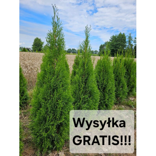 Thuja occidentalis 'Smaragd' PAKIET 50szt