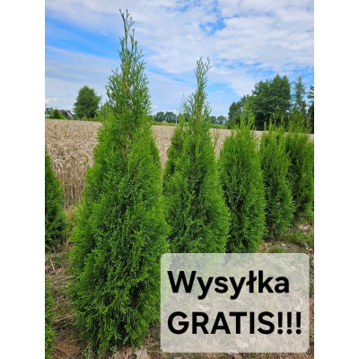 Thuja occidentalis 'Smaragd' PAKIET 50szt