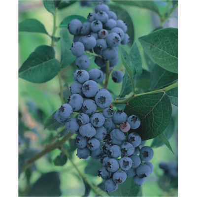 Vaccinium corymbosum 'Elisabeth'