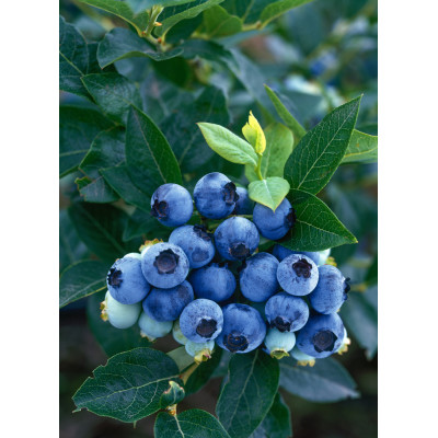 Vaccinium corymbosum 'Duke'