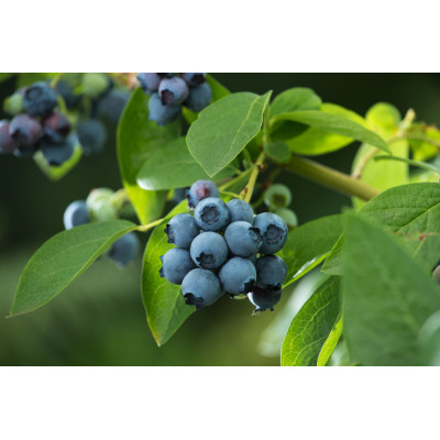 Vaccinium corymbosum 'Bluecrop'