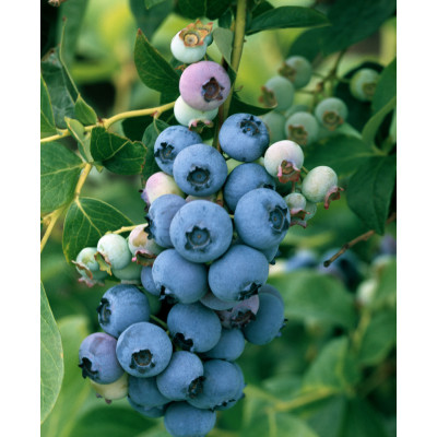 Vaccinium corymbosum 'Bonus'
