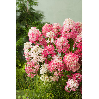 Hydrangea paniculata ' Diamond Rouge'