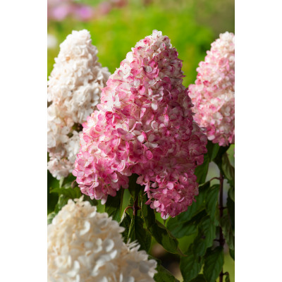 Hydrangea paniculata Vanille Fraise