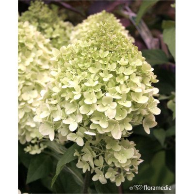 Hydrangea paniculata 'Limelight'