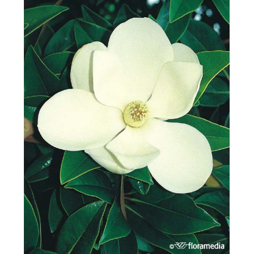 Magnolia grandiflora 'Little Gem'