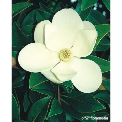 Magnolia grandiflora 'Little Gem'