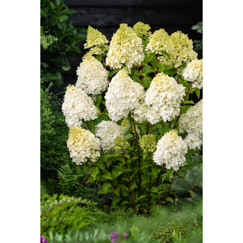 Hydrangea paniculata 'Polar Bear' forma pienna