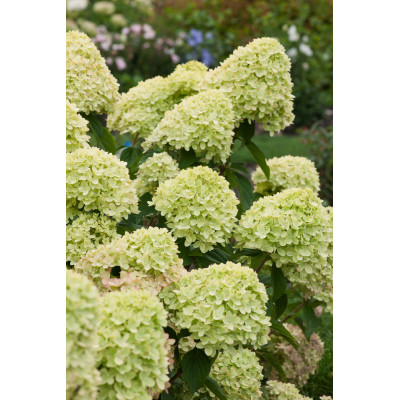 Hydrangea paniculata 'White Light'