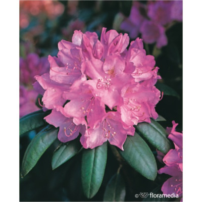 Rhododendron 'Pink Lady'