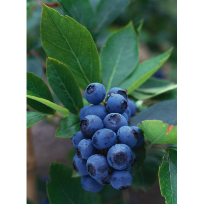 Vaccinium corymbosum 'Chandler'