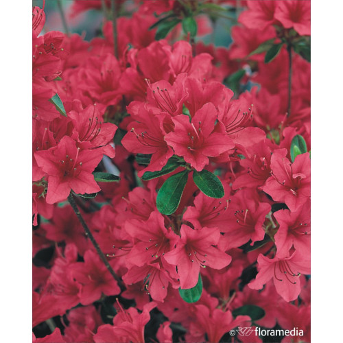 Azalea japonica 'Toreador'