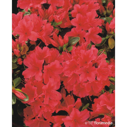 Azalea japonica 'Geisha Red'