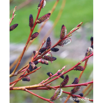 Salix 'Kurome'
