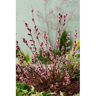 Salix gracilistyla 'MT ASO'