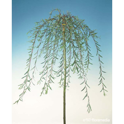 Salix purpurea 'Pendula'