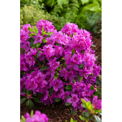 Azalea japonica 'Konigstein'