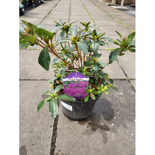 Azalea japonica 'Konigstein'