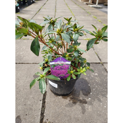 Azalea japonica 'Konigstein'