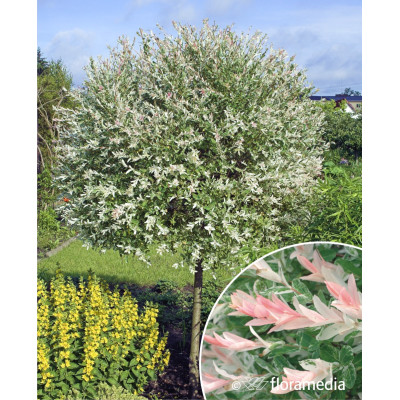 Salix integra 'Hakuro Nishiki'