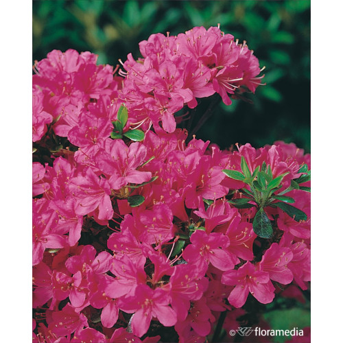 Azalea japonica 'Kermesina'