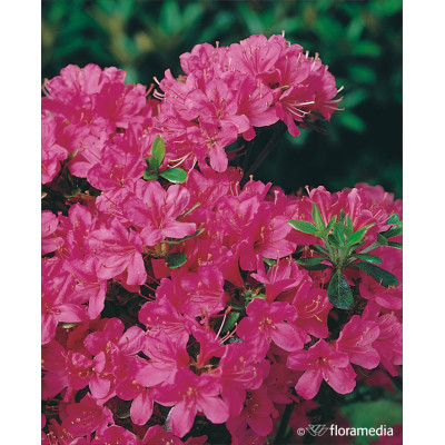 Azalea japonica 'Kermesina'