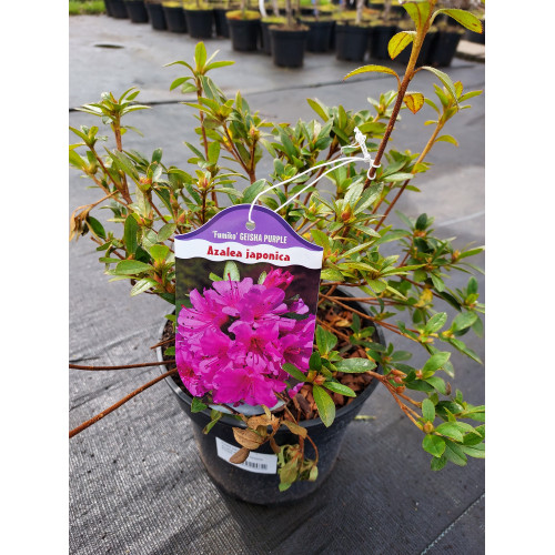 Azalea japonica 'Geisha Purple'