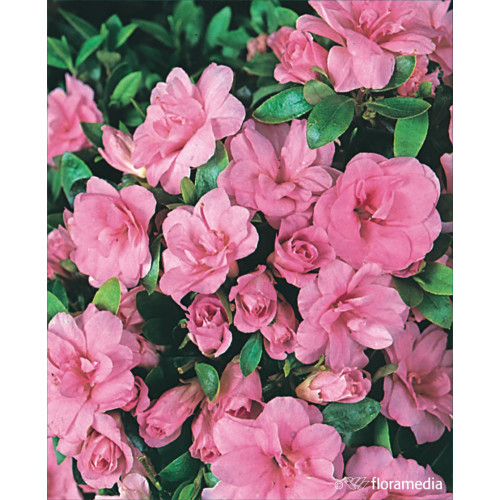 Azalea japonica 'Rosebud'