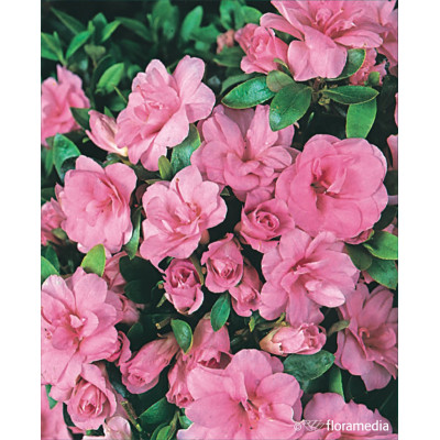 Azalea japonica 'Rosebud'