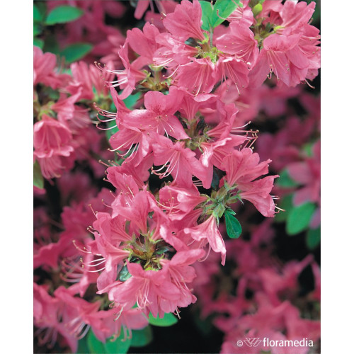 Azalea japonica 'Betty'