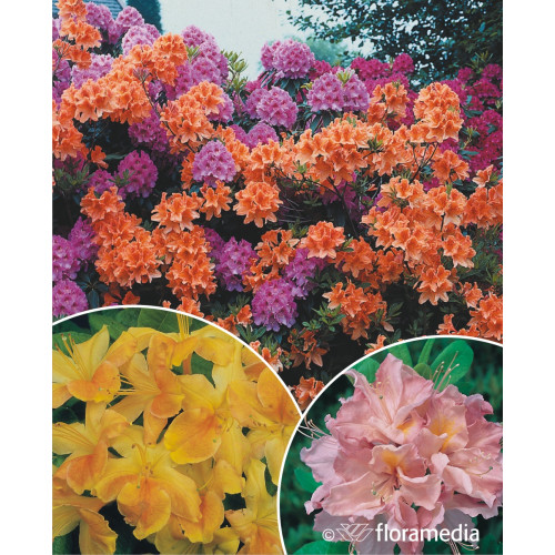 Azalea Knap Hill w odmianach