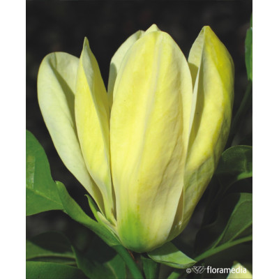 Magnolia 'Elizabeth'