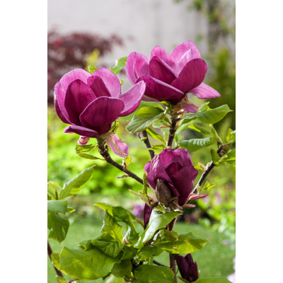 Magnolia soulangeana'Genie'