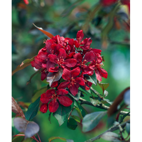 Malus ' Royalty'