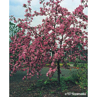 Malus purpurea 'Ola'