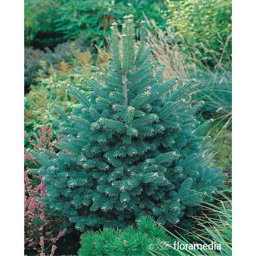 Abies lasiocarpa 'Compacta'