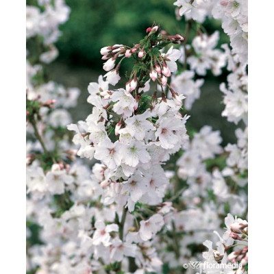 Prunus nipponica 'Brillant'