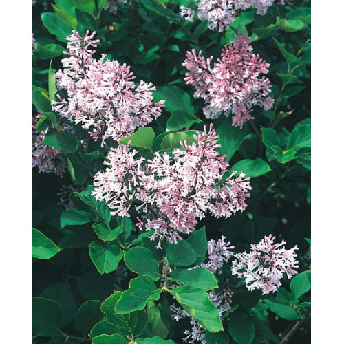 Syringa patula 'Miss Kim'
