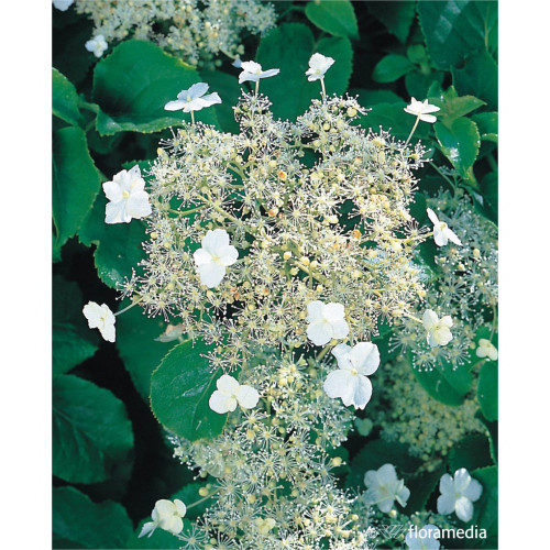 Hydrangea anomala subsp. petiolaris