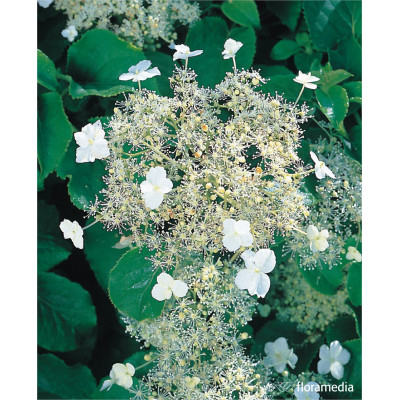 Hydrangea anomala subsp. petiolaris